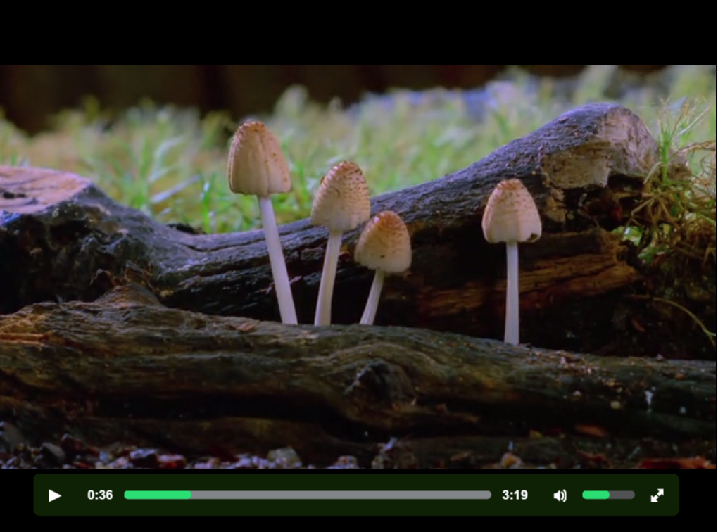 Fantastic Fungi video
