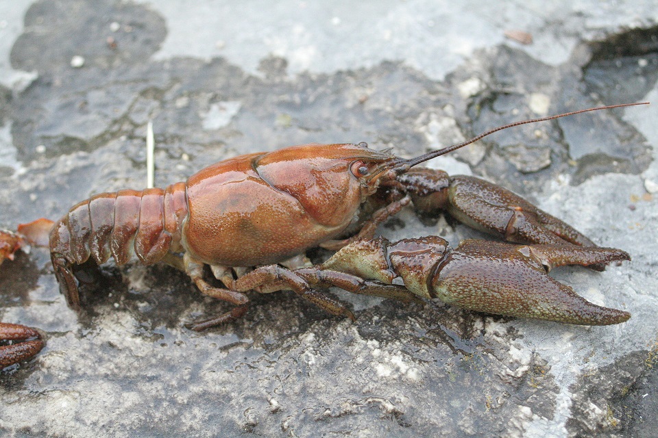 Native Crayfish