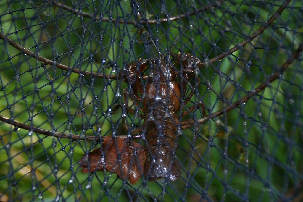 Trapping the Signal Crayfish