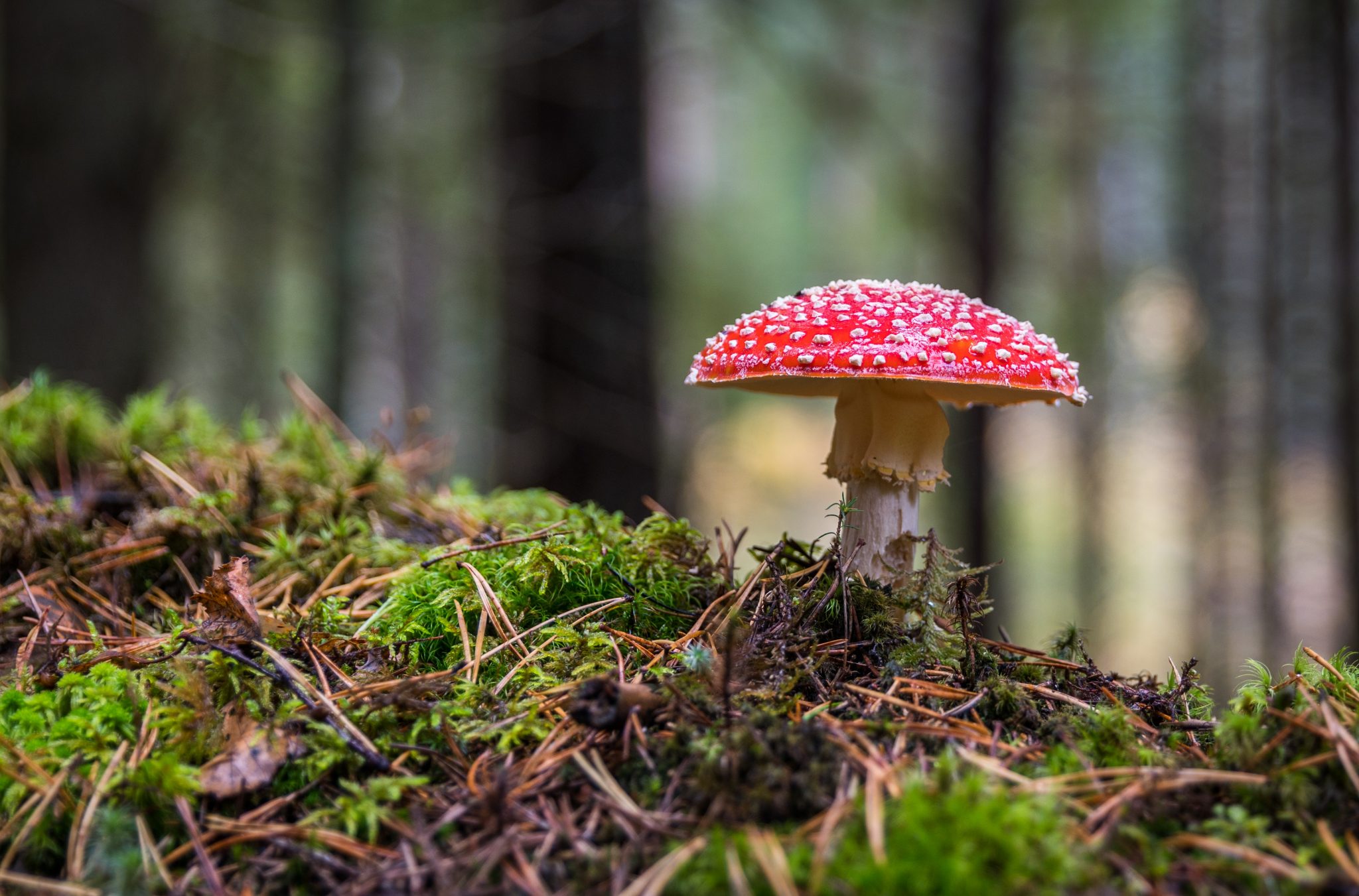John Wright - Forager | Foraged Foods